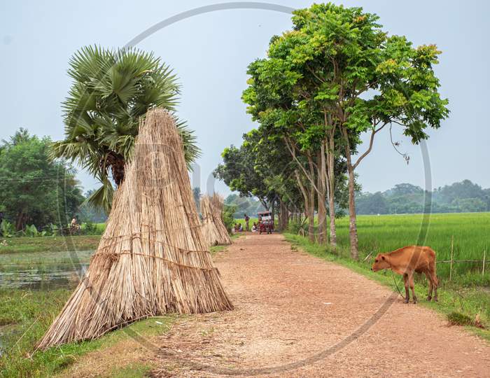 Jute Plant Stems Laid For Drying In The Sun With Sky And Green Tree Beside A Village Road. Jute Is One Of The Important Natural Fibers After Cotton In Terms Of Cultivation And Usage.