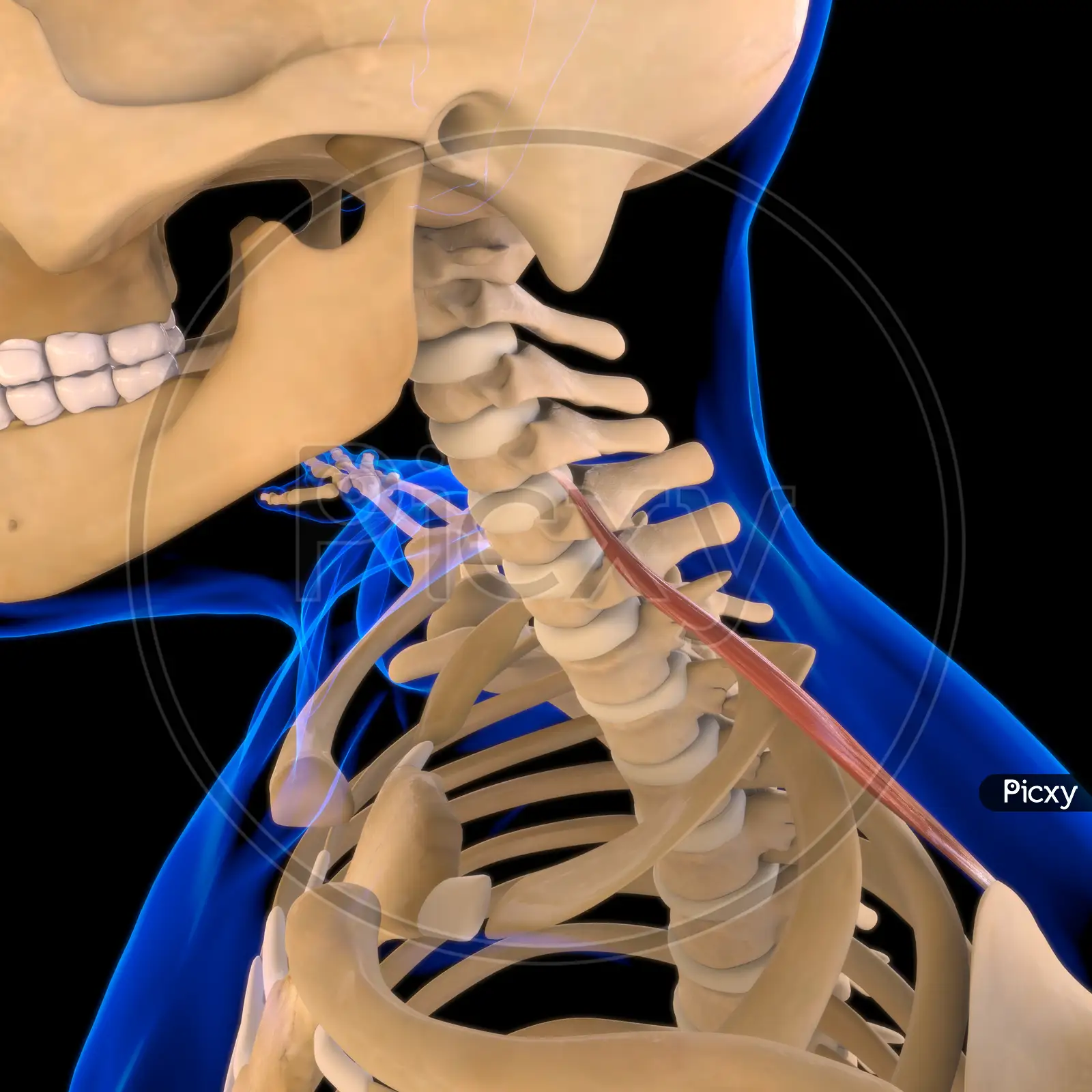 Image of Levator Scapulae Muscle Anatomy For Medical Concept 3D