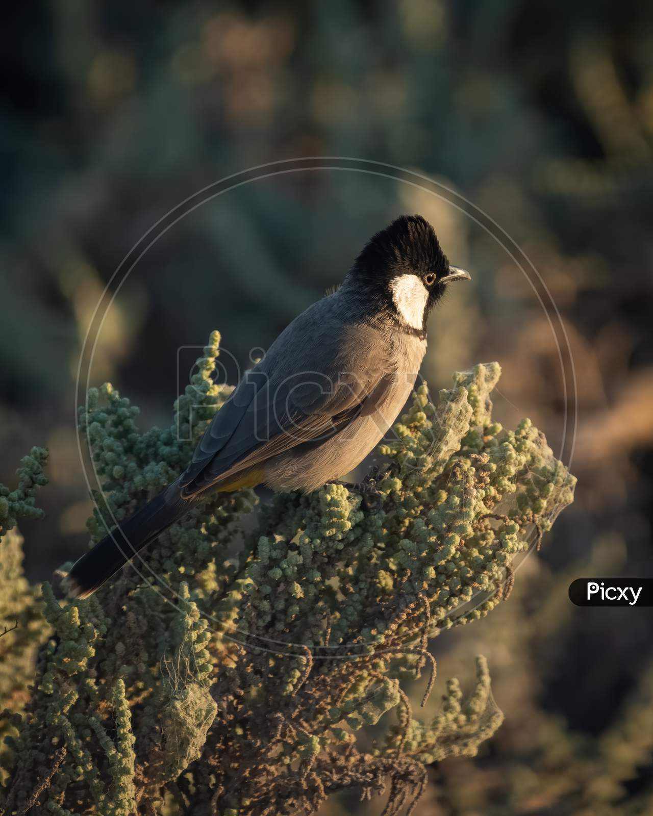 Side View Of A White-Eared Bulbul