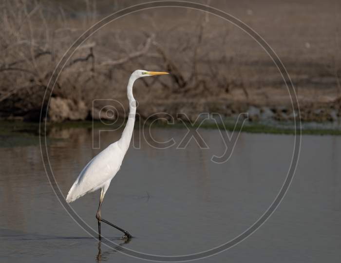 Lone Great Egret In The Shallow Waters