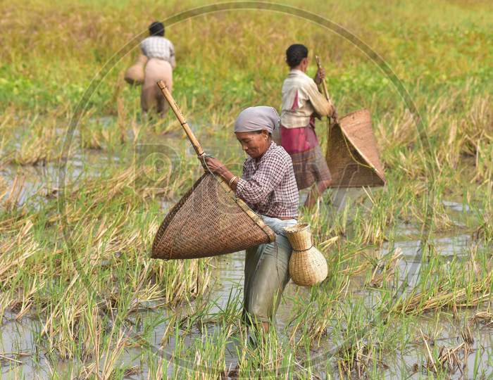Women from the Tiwa Tribe catch fish in a paddy field at a village in Nagaon district, in the northeastern state of Assam on Dec 14,2020