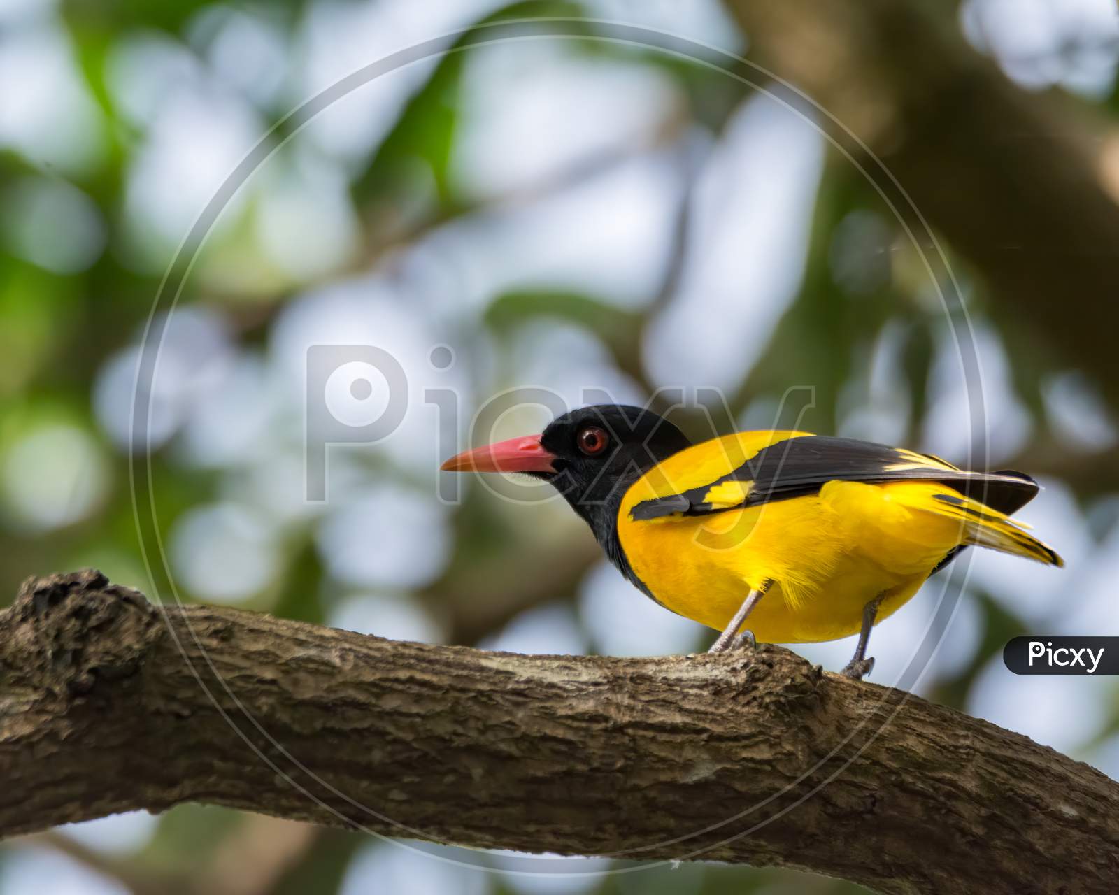 Black-Hooded Oriole Perched On A Branch