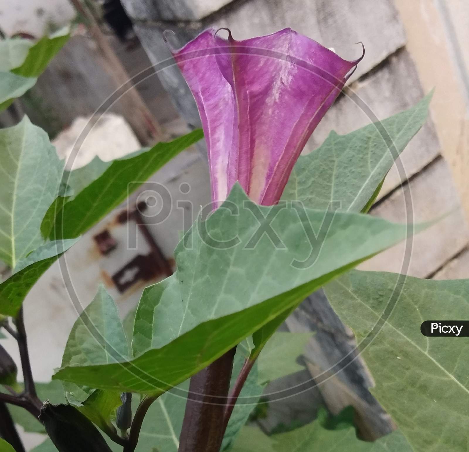 Datura Flower in plant