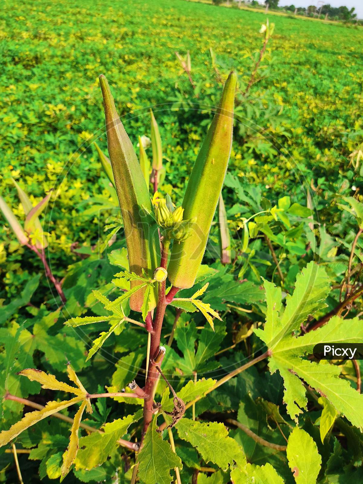 Young Green Okra On Tree In Vegetable Garden, Okra Plant Growing In Garden, Lady Finger Farming, Bhindi.