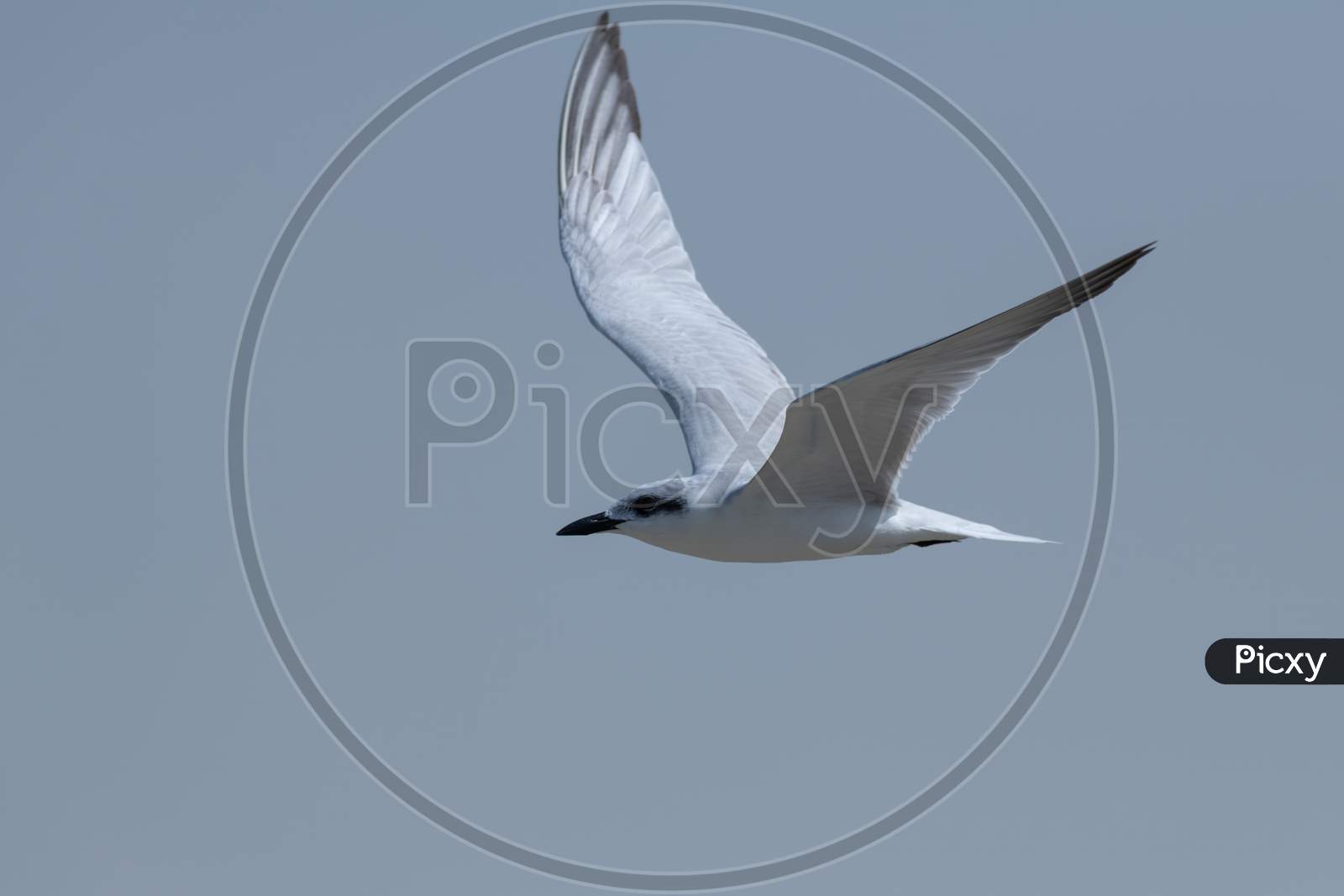 Close-Up Of A Gull-Billed Tern In Flight