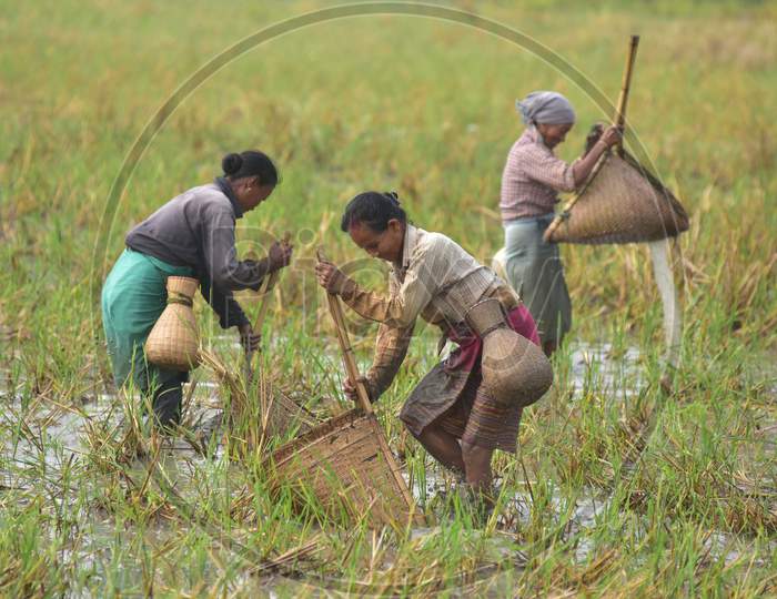 Women from the Tiwa Tribe catch fish in a paddy field at a village in Nagaon district, in the northeastern state of Assam on Dec 14,2020