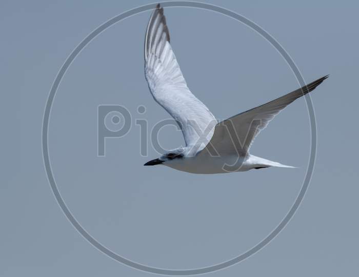 Close-Up Of A Gull-Billed Tern In Flight