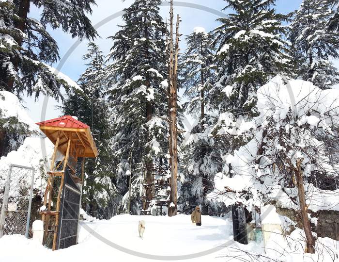 snowfall landscape manali himalaya's