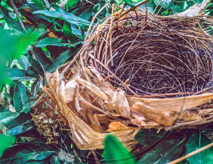 Bird nest..