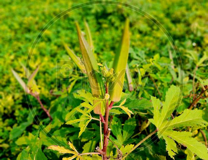 Young Green Okra On Tree In Vegetable Garden, Okra Plant Growing In Garden, Lady Finger Farming, Bhindi.