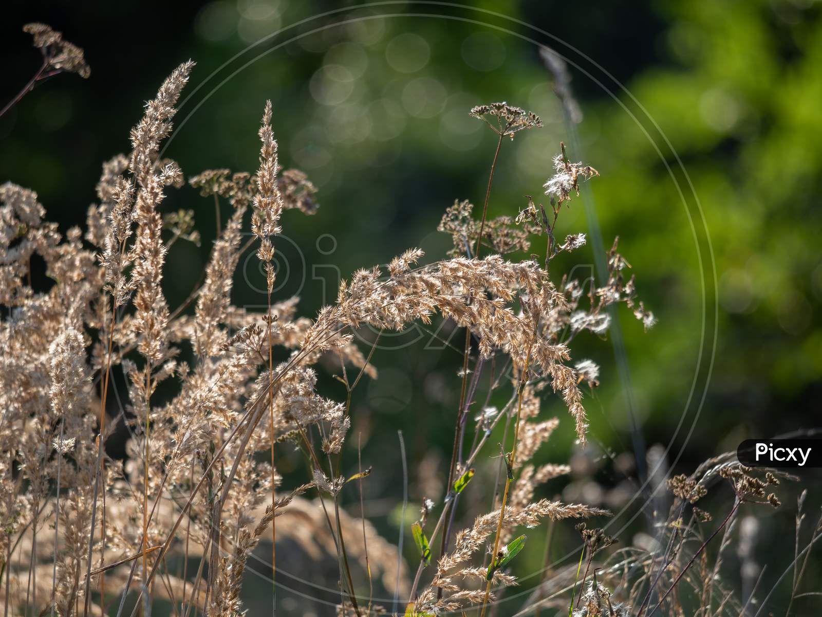 Close-Up Of Dry Panicles Of Common Reed And Yarrow In Autumn.