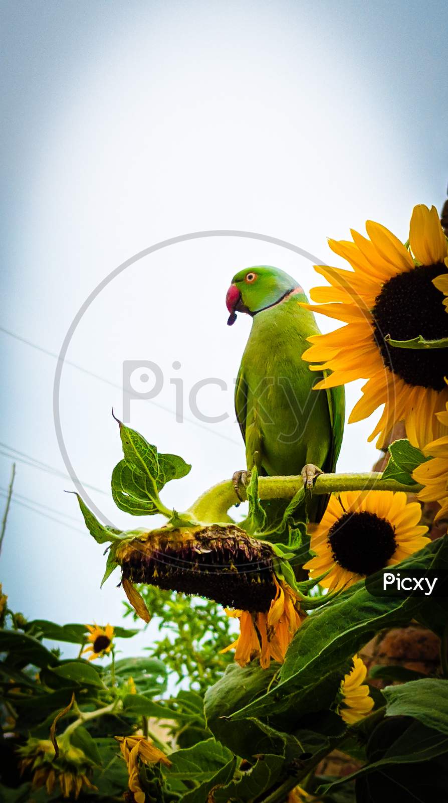 Parrot sit on sunflower..