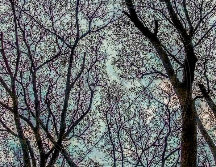 Beautiful tree branches