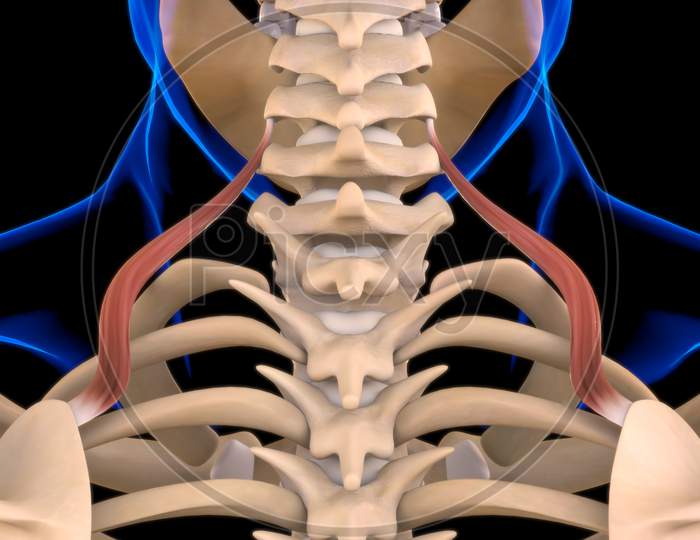 Image of Levator Scapulae Muscle Anatomy For Medical Concept 3D