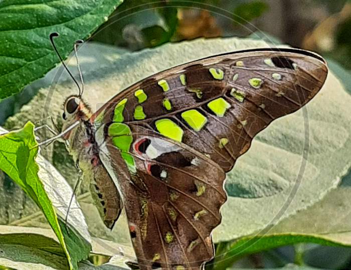 Tailed joy butterfly