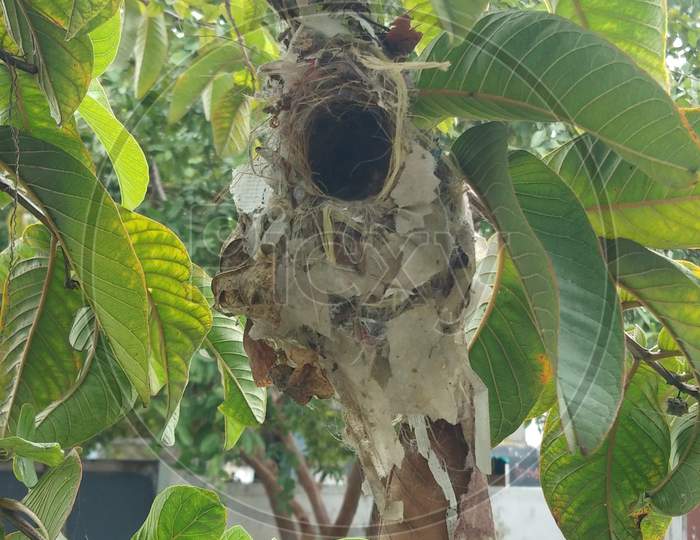Sparrow Nest on tree