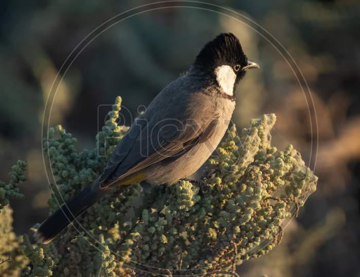 Side View Of A White-Eared Bulbul