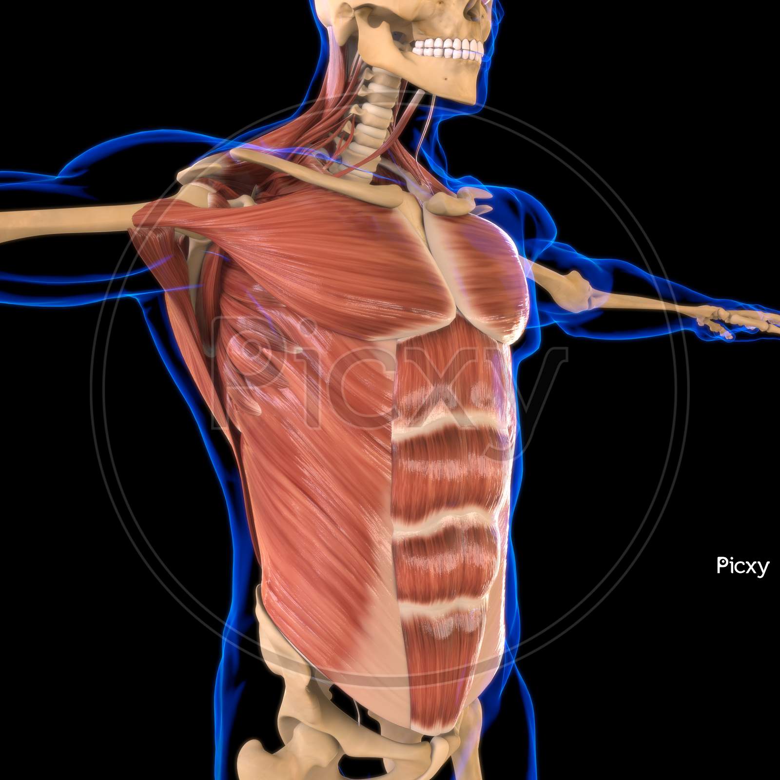 Torso Muscle Anatomy - How To Male Torso Anatomy Back By Valentina