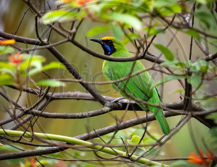 Golden-Fronted Leafbird - Male