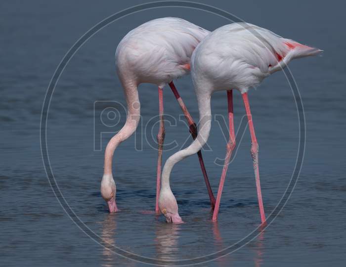 Pair Of Feeding Greater Flamingos