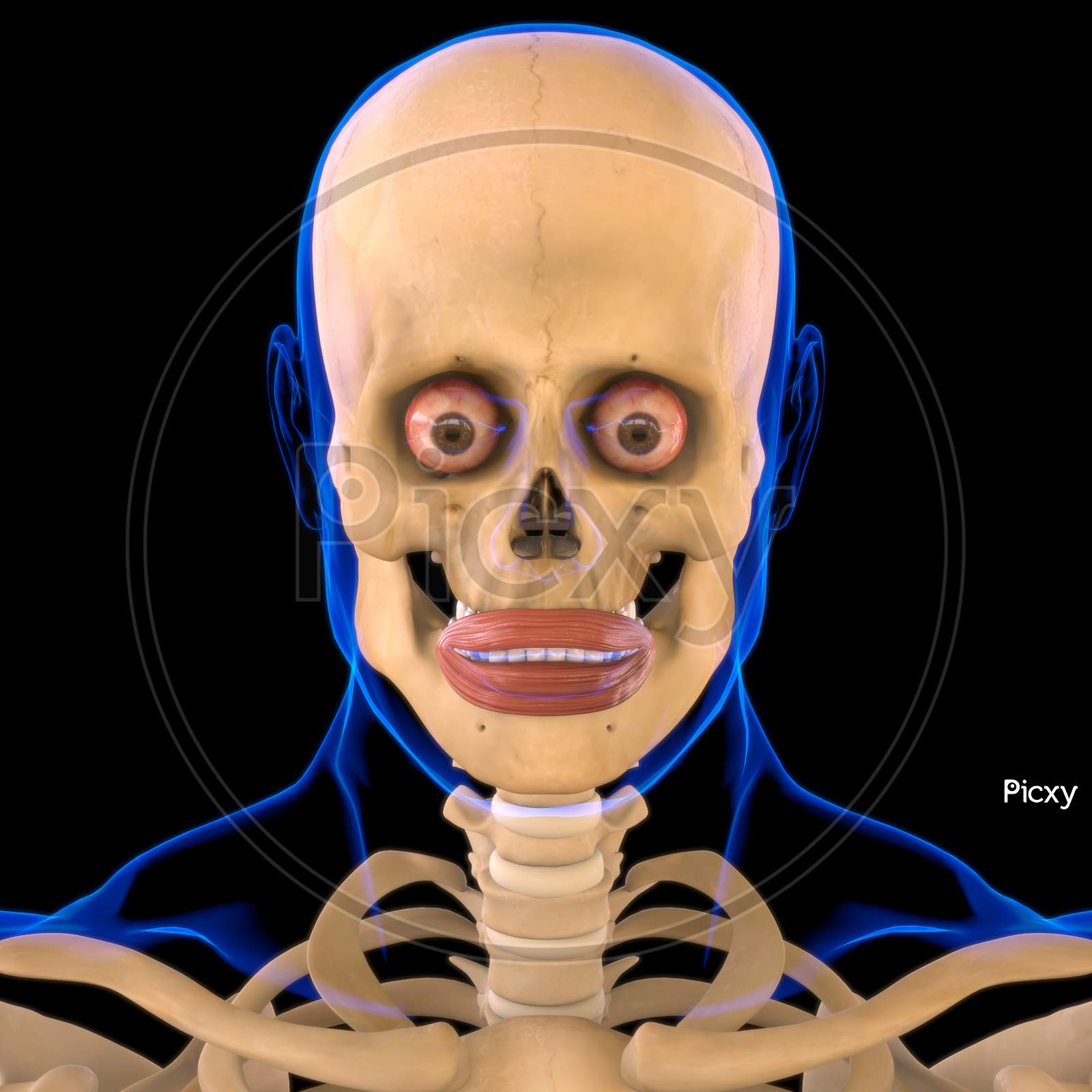 Image of Orbicularis Oris Muscle Anatomy For Medical Concept 3D