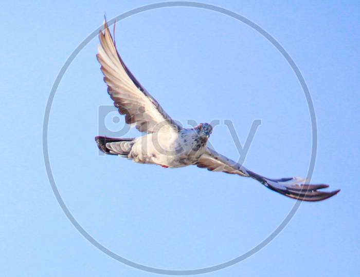 White pigeon in Flight