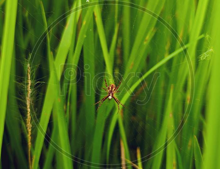 Spider photo