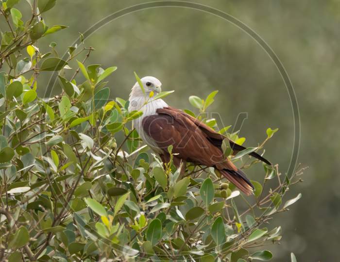 Brahminy Kite Perched In A Bush