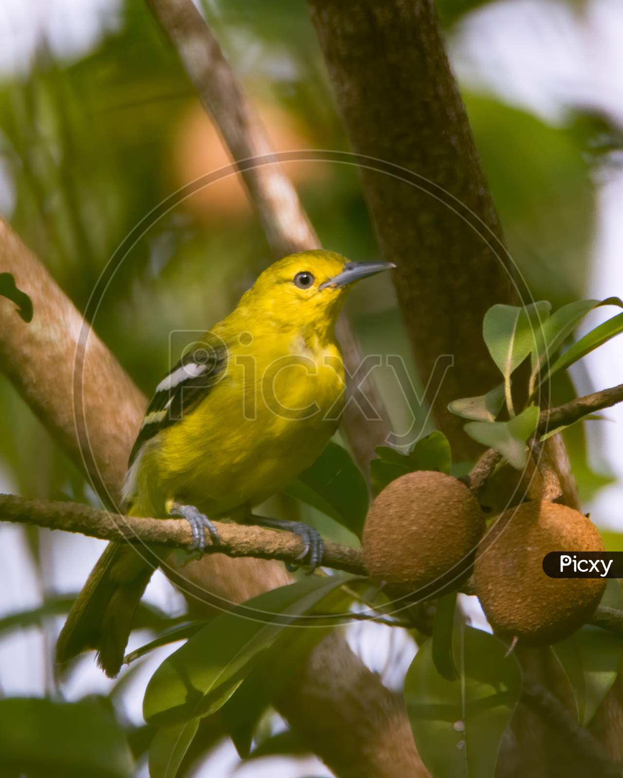 Common Iora Perched On A Fruiting Tree