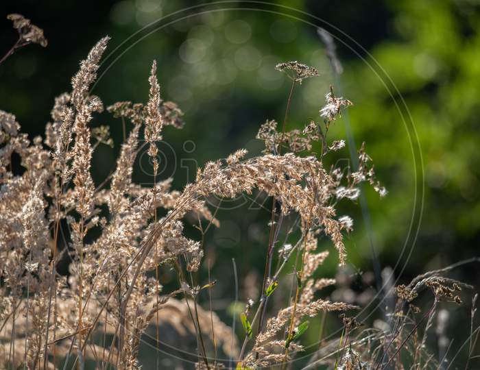 Close-Up Of Dry Panicles Of Common Reed And Yarrow In Autumn.