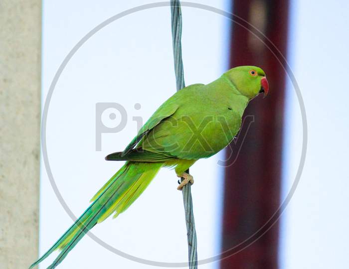 Rose-Ringed Parrot