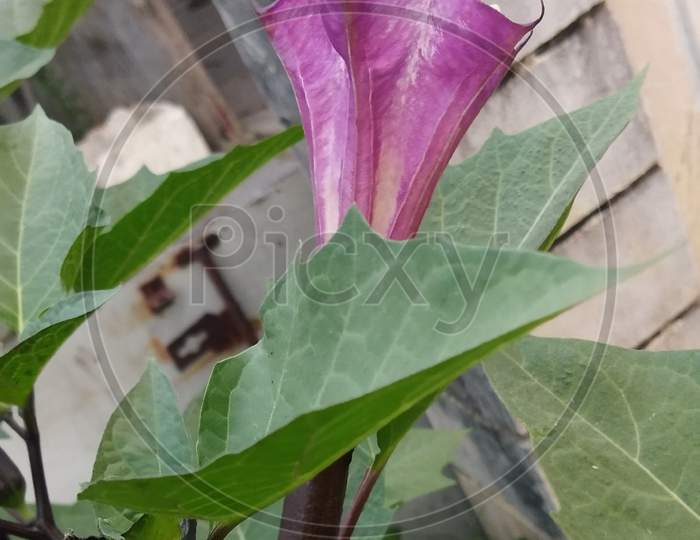Datura Flower in plant