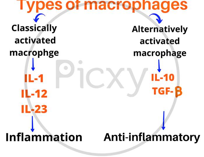 Types of macrophage in chronic inflammation