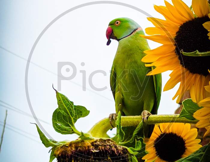 Parrot sit on sunflower..
