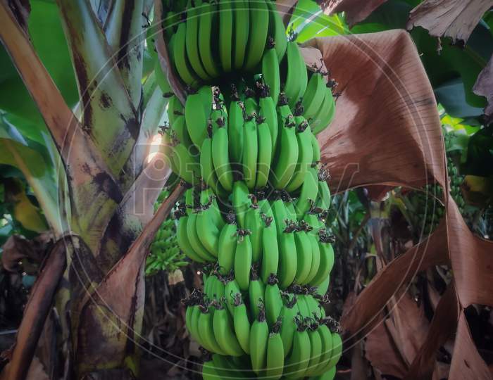Banana farm