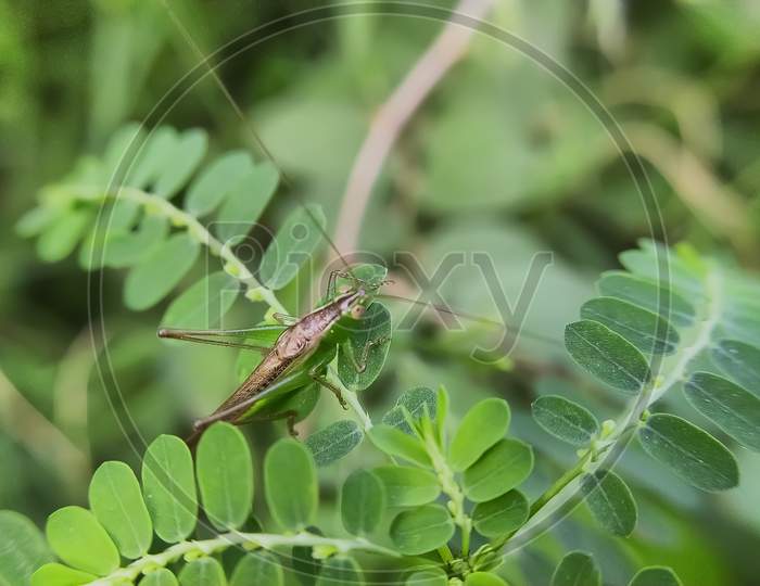 Conocephalus melaenus insect on leaf garden Conocephalus melaenus insect