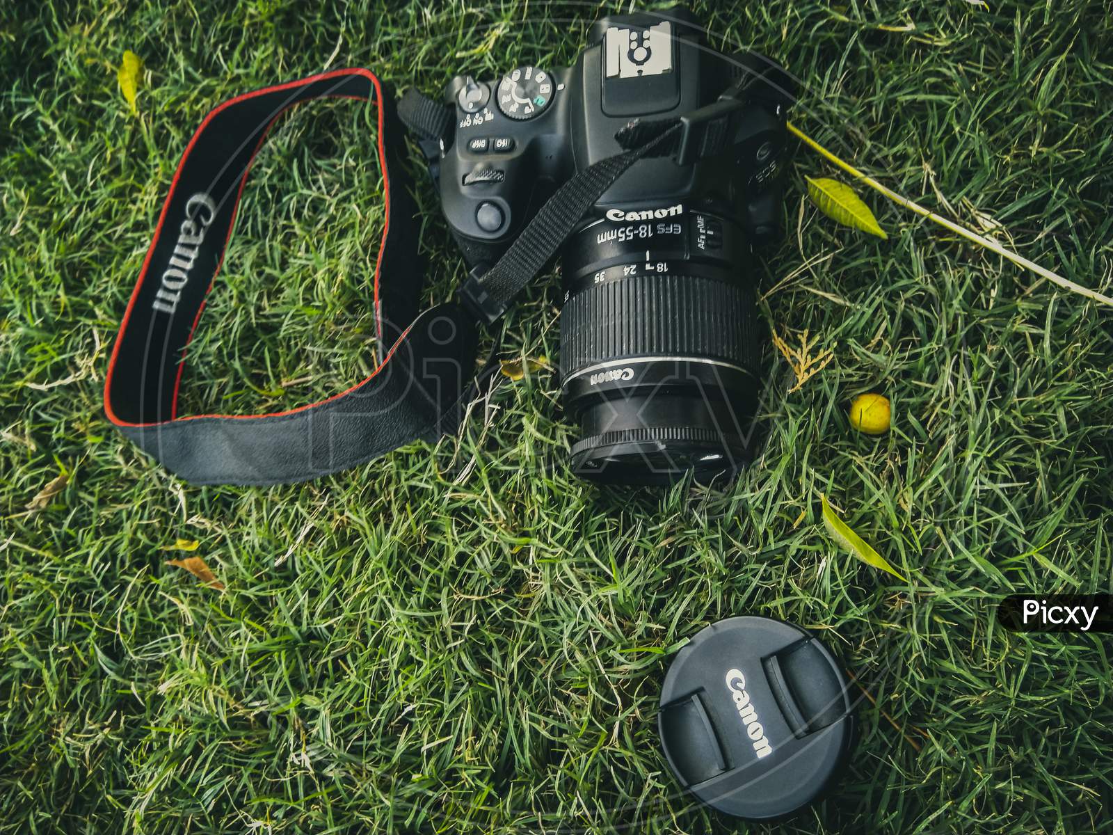 Canon Camera on grass