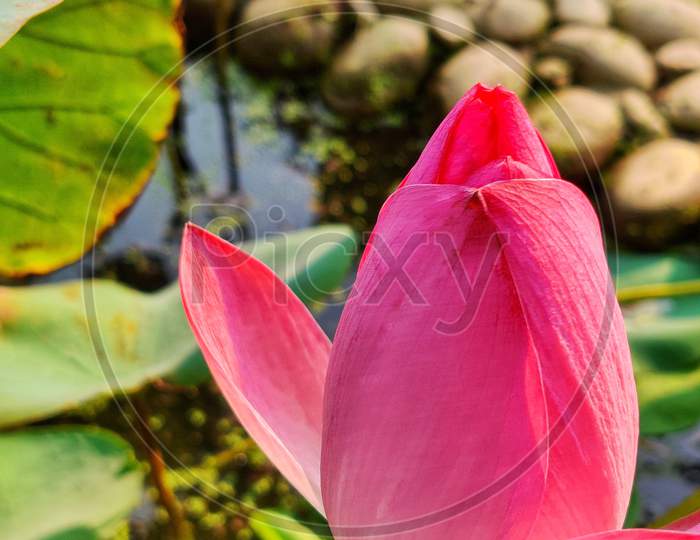 Life of a lotus on water!