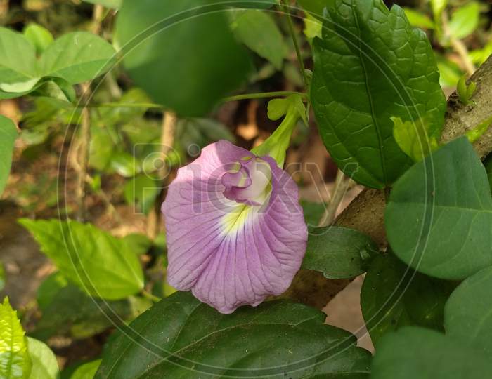 Purple or pink single clitoris or aparajita flower