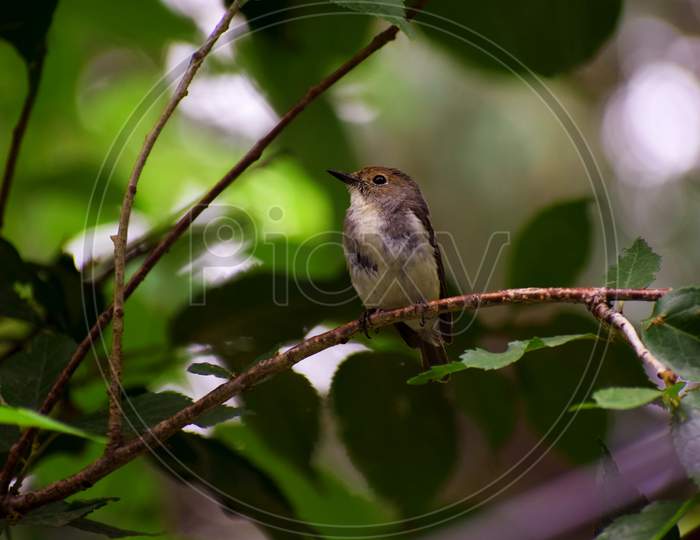 A small bird in Nainital