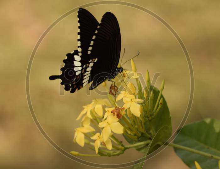 common Mormon butterfly