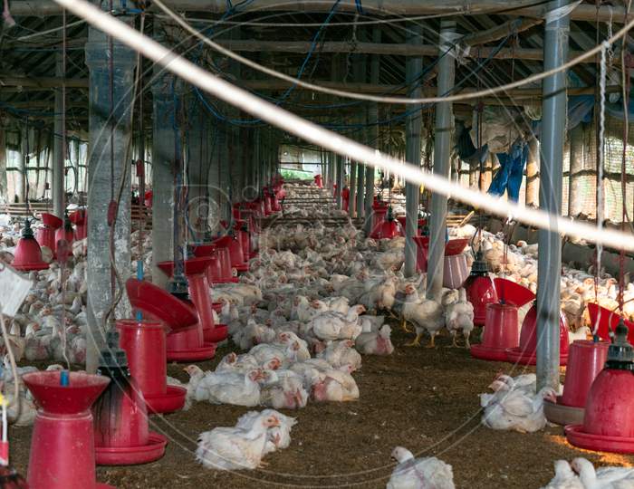 The Picture Inside A Poultry Farm