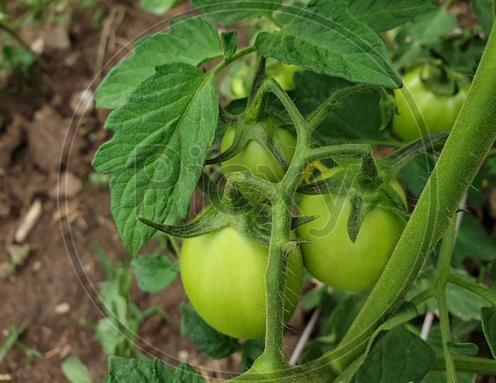 Macro shot of green tomato plant in organic farm, Closeup of growing tomato plant, Ripening of tomatoes