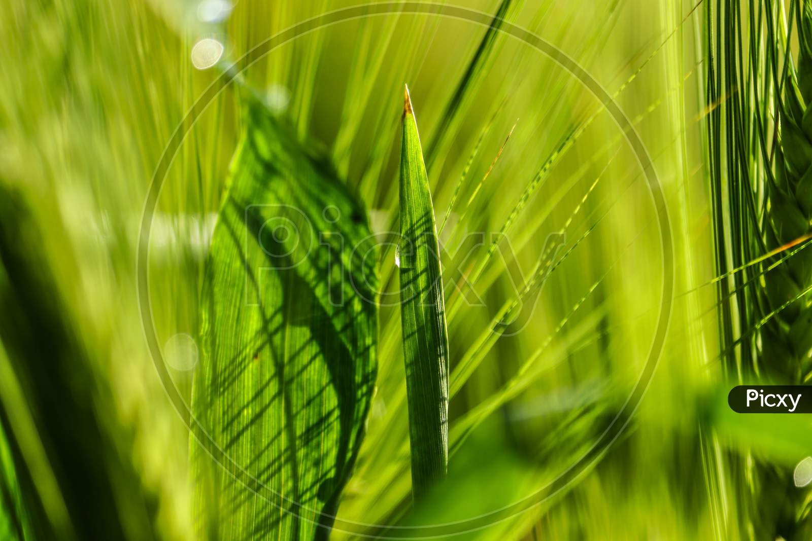 Macro Shot of Wheat plant at early stages
