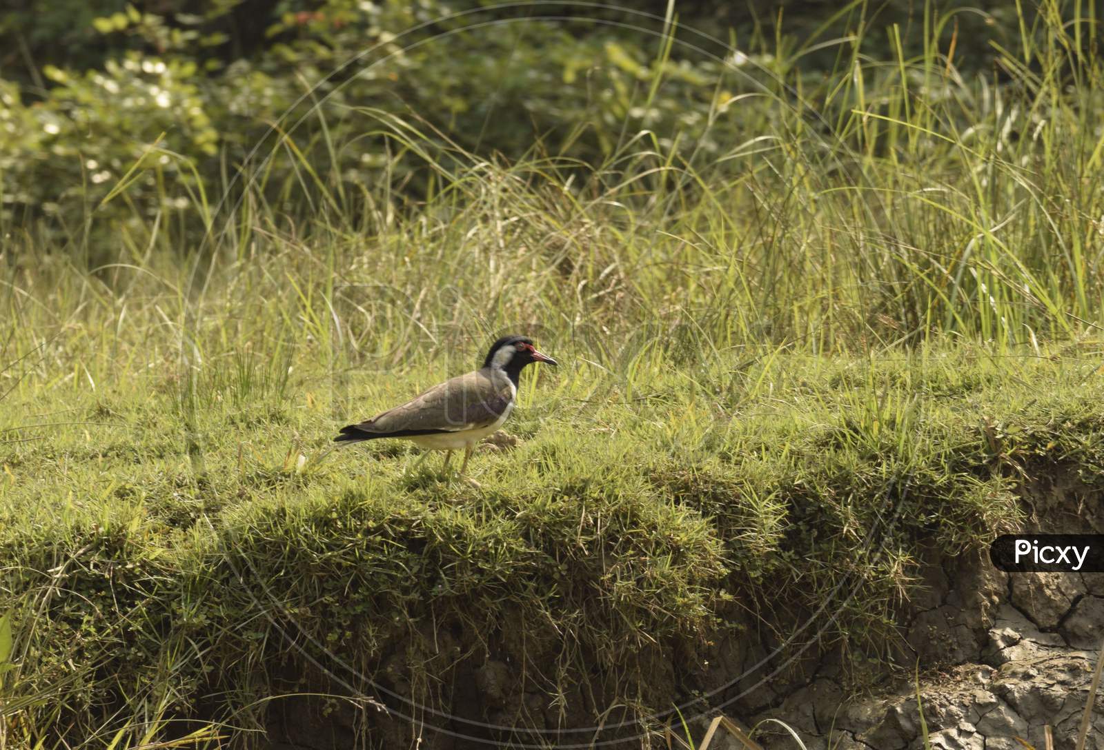 The red-wattled lapwing