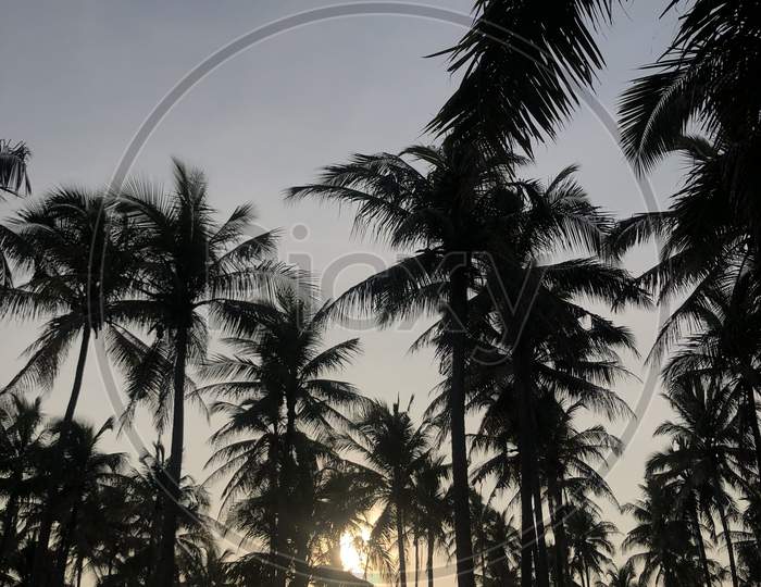 There are lots of palm trees - against the backdrop of the sunset
