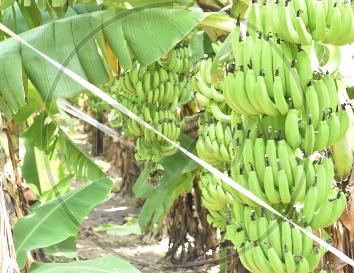 A closeup shot of hanging unripe bananas bunch