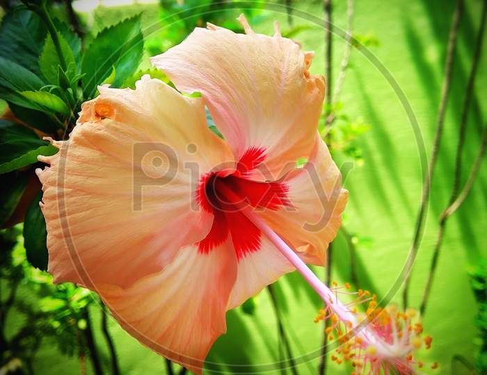 Homegrown Chinese Hibiscus Flower