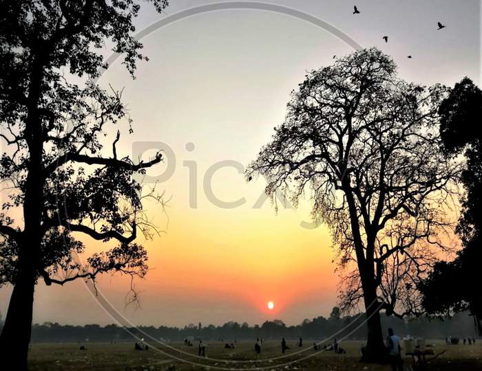 Tree and Branches with Flying Birds on a Beautiful Sunset,