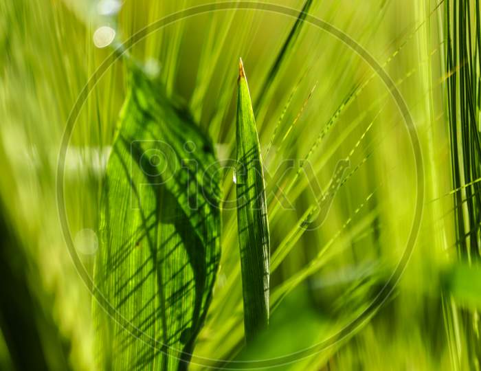 Macro Shot of Wheat plant at early stages